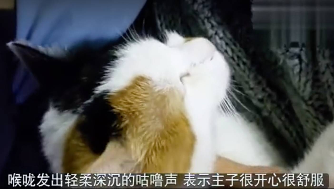 小红书:今晚澳门开准确生肖12月4日-猫哈气是什么意思  第3张