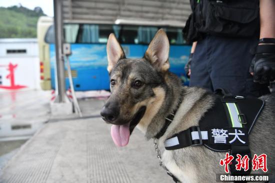 中新网:2024澳门王中王100%的资料-云南被偷警犬已找到  第1张