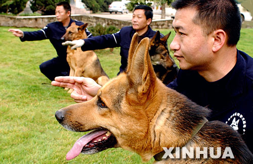 中新网:2024澳门王中王100%的资料-云南被偷警犬已找到  第3张