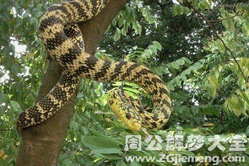 百家号:2024年新奥开奖结果如何-梦到打死蛇是什么意思  第2张