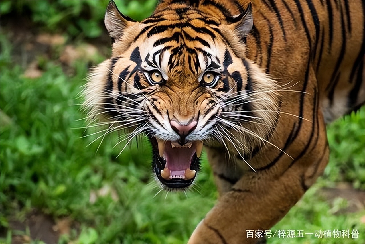 中新网:管家婆一肖-一码-一中一特-为什么老虎头上有王字  第2张