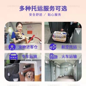 搜狗订阅:管家婆一肖-一码-一中一特-火车怎么托运狗狗  第1张