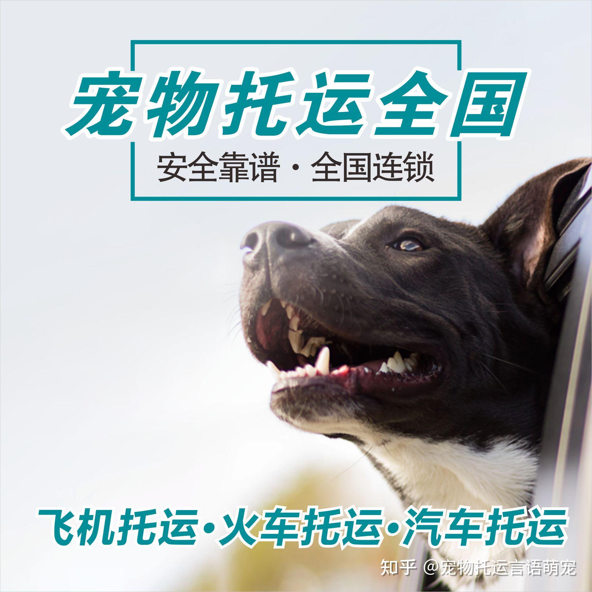 搜狗订阅:管家婆一肖-一码-一中一特-火车怎么托运狗狗  第3张