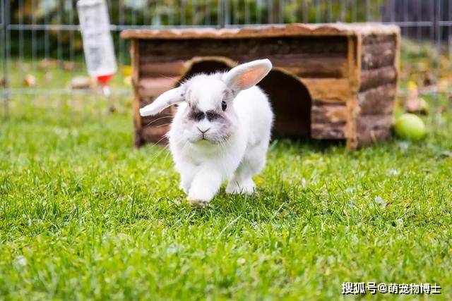 阿里巴巴:香港好彩二四六免费资料大全澳门-宠物兔吃什么  第2张