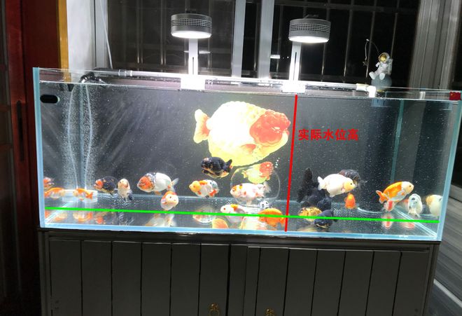 腾讯：2024香港正版挂牌-怎么算鱼缸多少升水  第2张