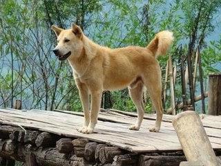 阿里巴巴:澳门一码一肖一特一中2024年-大黄狗离世前想要最后的抚摸  第2张