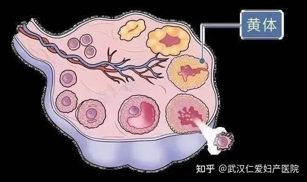 腾讯：澳门一肖一码100%精准-什么是黄体破裂  第2张