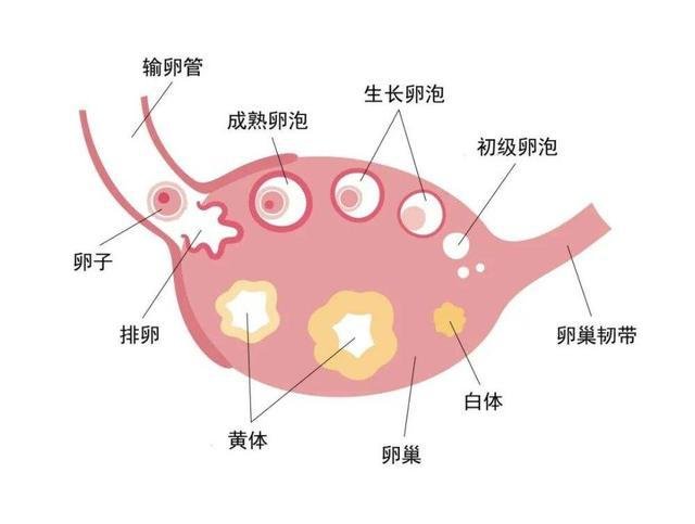 腾讯：澳门一肖一码100%精准-什么是黄体破裂  第3张