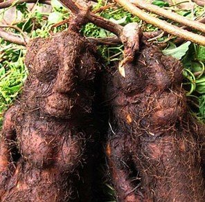 腾讯：新澳门资料大全正版资料4不像-何首乌泡酒有什么作用  第3张