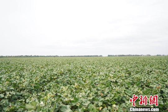 阿里巴巴:二四六香港免费开奖记录-山药和淮山有什么区别  第1张