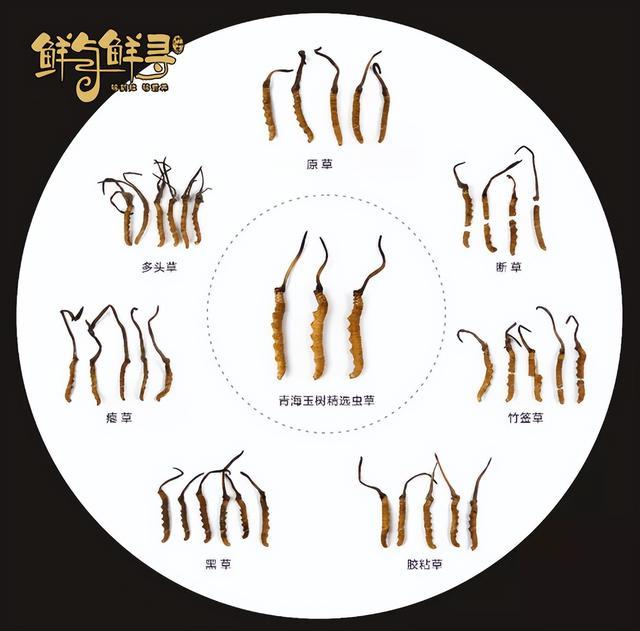 搜狐订阅：马会澳门正版资料查询-冬虫夏草是什么东西  第1张