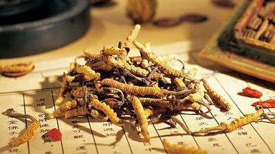 搜狐订阅：马会澳门正版资料查询-冬虫夏草是什么东西  第2张
