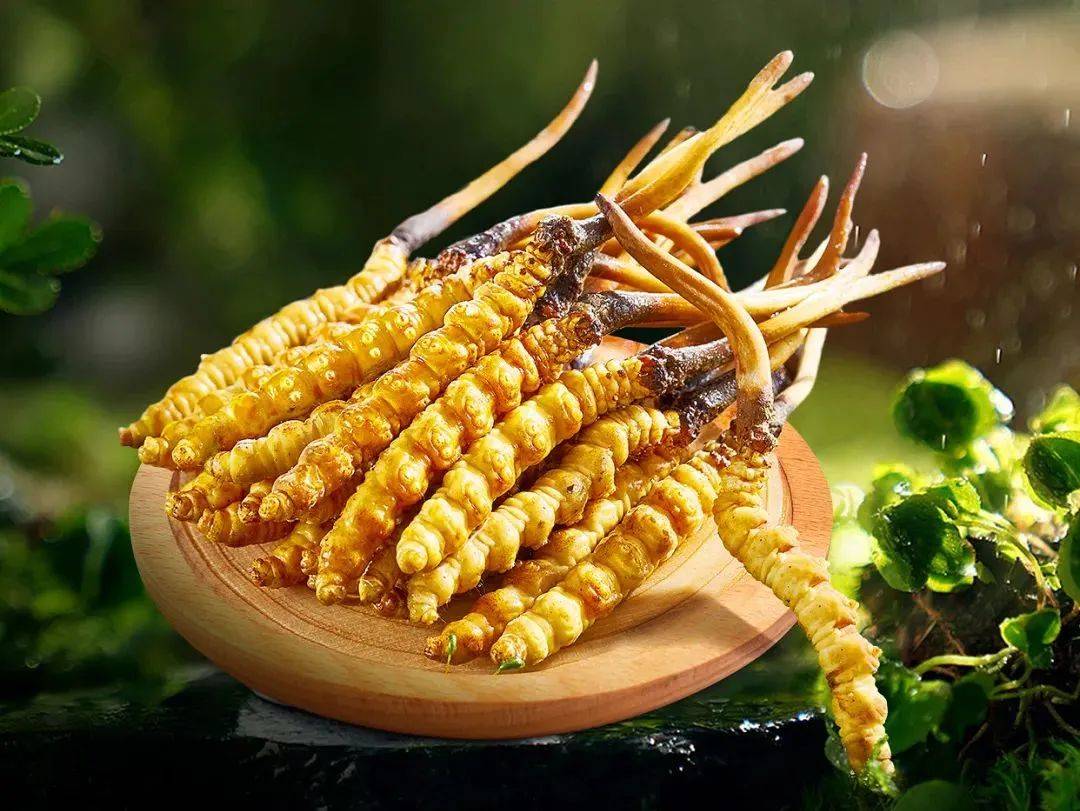 搜狐订阅：马会澳门正版资料查询-冬虫夏草是什么东西  第3张