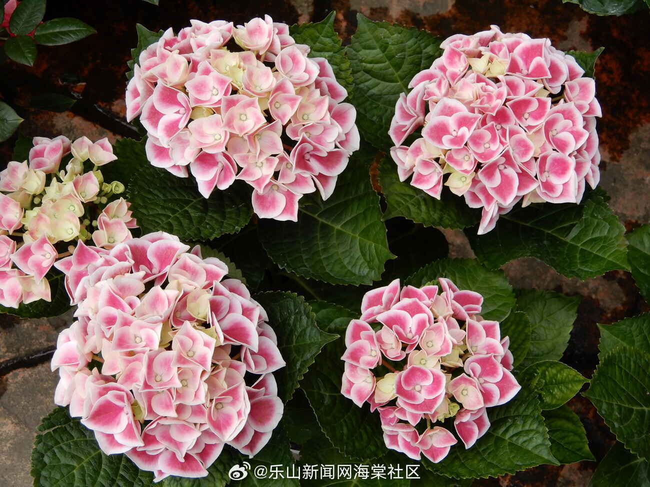 百度平台:澳门彩正版资料网站-绣球什么时候开花  第2张