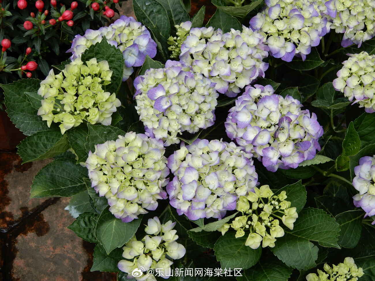 百度平台:澳门彩正版资料网站-绣球什么时候开花  第3张