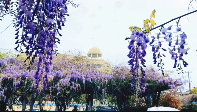 小红书:今晚澳门三肖三码开一码-紫藤什么时候开花  第1张