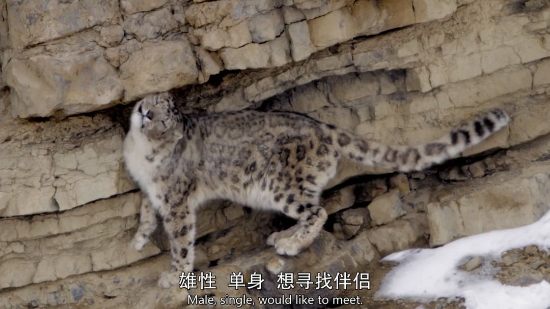 火山视频:2024澳门今晚开什么号码-穿山甲是什么动物  第3张
