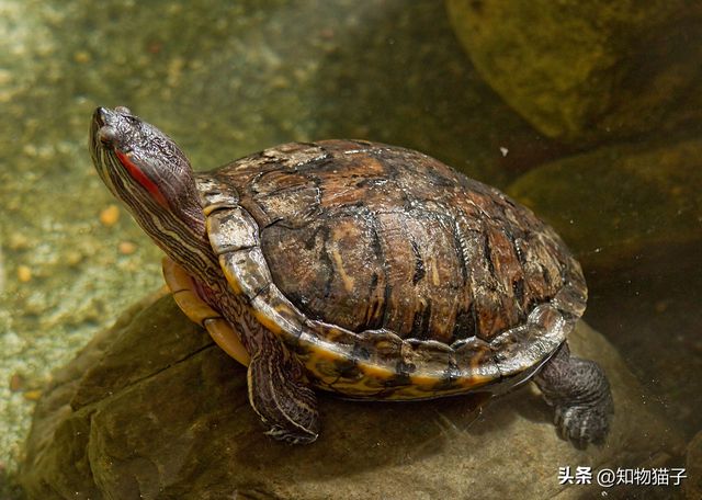 网易:2024新澳免费资料大全-龟吃什么  第1张