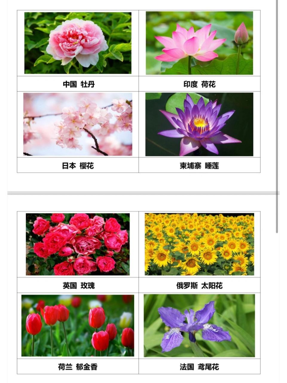 搜狐:2O24澳彩管家婆资料传真-日本的国花是什么  第3张