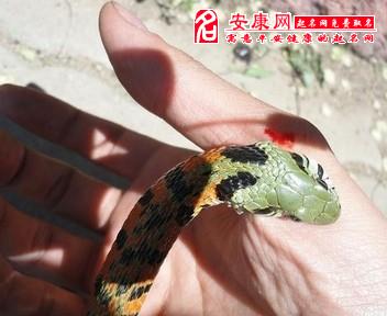 腾讯：新澳彩免费资料-做梦梦见被蛇咬是什么意思  第2张