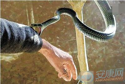 腾讯：新澳彩免费资料-做梦梦见被蛇咬是什么意思  第3张
