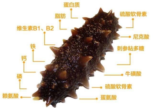 火山视频:澳门天天最准最快资料-怎么泡发干海参  第1张