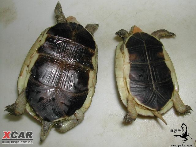 搜狗订阅:949494澳门网站资料免费查询-乌龟怎么分辨公母  第1张