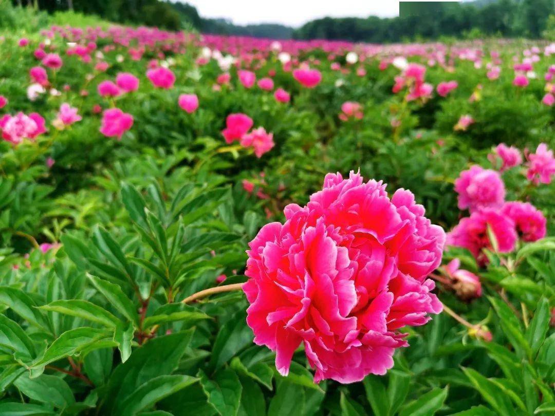 小红书:新奥门管家婆免费大全-芍药花什么时候开  第3张