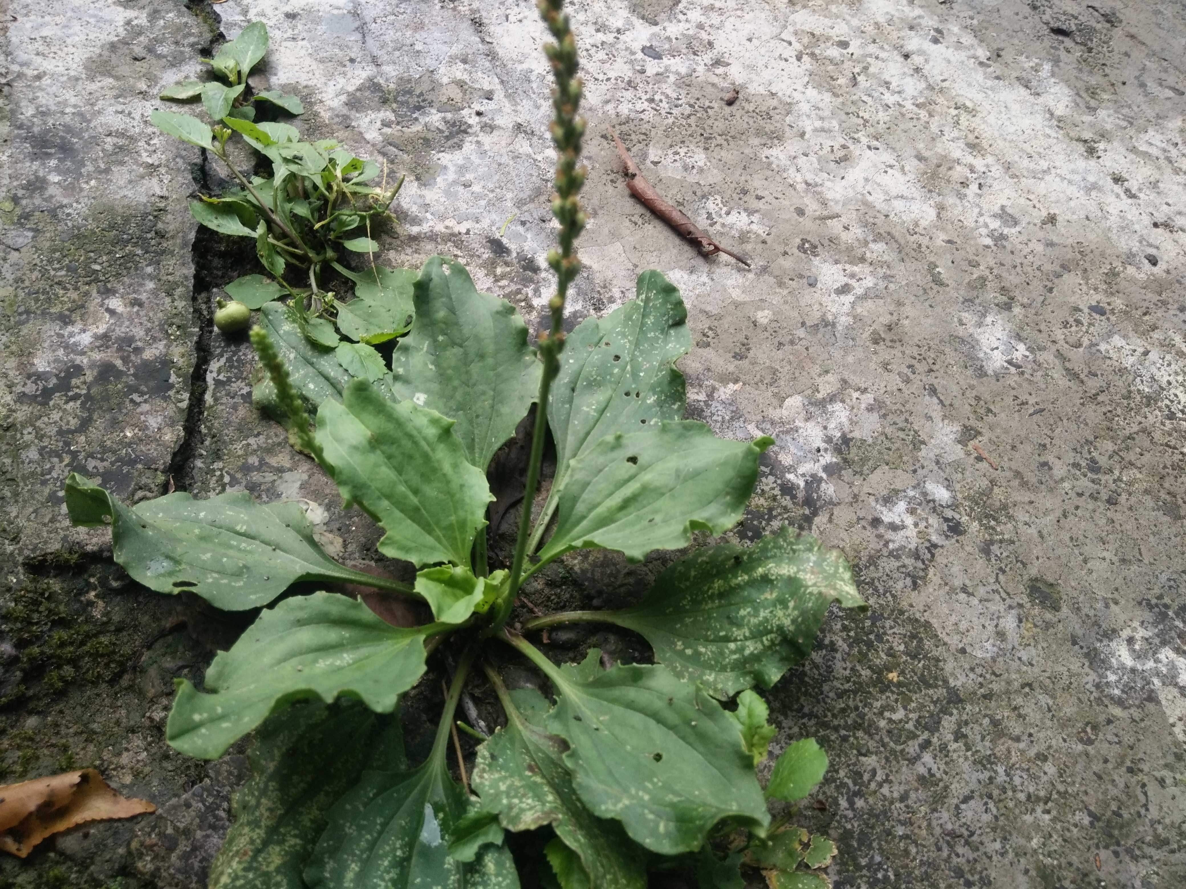 微博订阅:新澳精准资料免费提供-车前草能治什么病  第1张