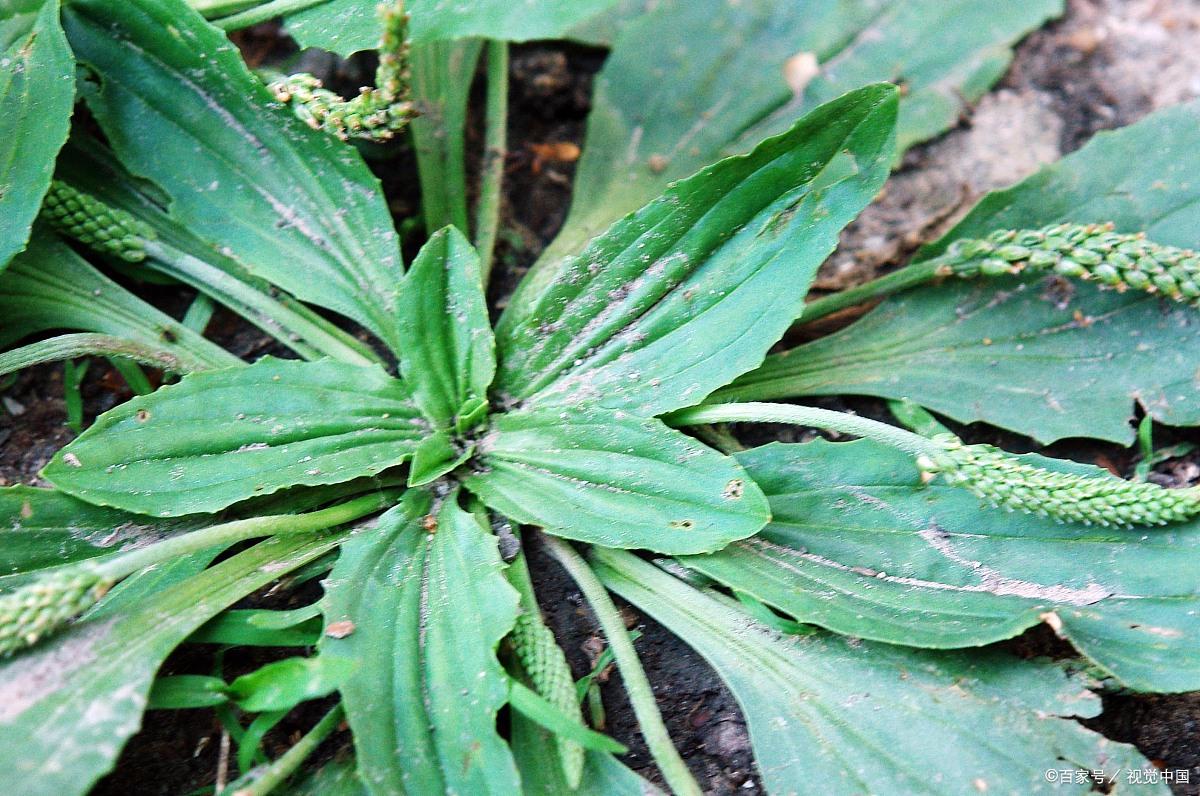 微博订阅:新澳精准资料免费提供-车前草能治什么病  第2张