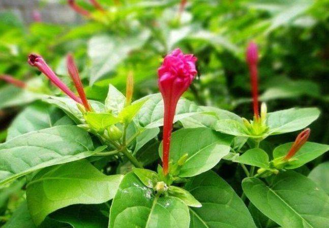 阿里巴巴:澳门免费公开资料大全-紫茉莉什么时候开花  第1张