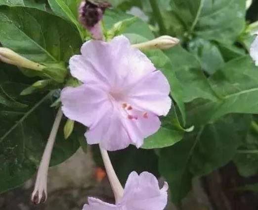 阿里巴巴:澳门免费公开资料大全-紫茉莉什么时候开花  第3张