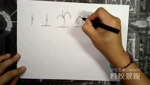 小红书:澳门王中王100%资料2023-柳条怎么画  第2张