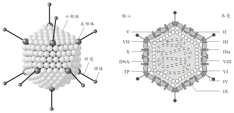 百家号:澳门2024正版资料王中王-腺病毒是什么病毒  第2张