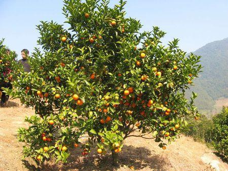 搜狐订阅：2024澳门资料免费大全-梨树什么时候开花  第2张